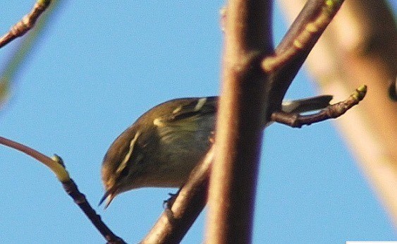 Yellow-browed Warbler - ML167533711