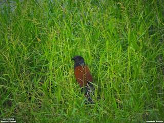 Greater Coucal, ML167535671