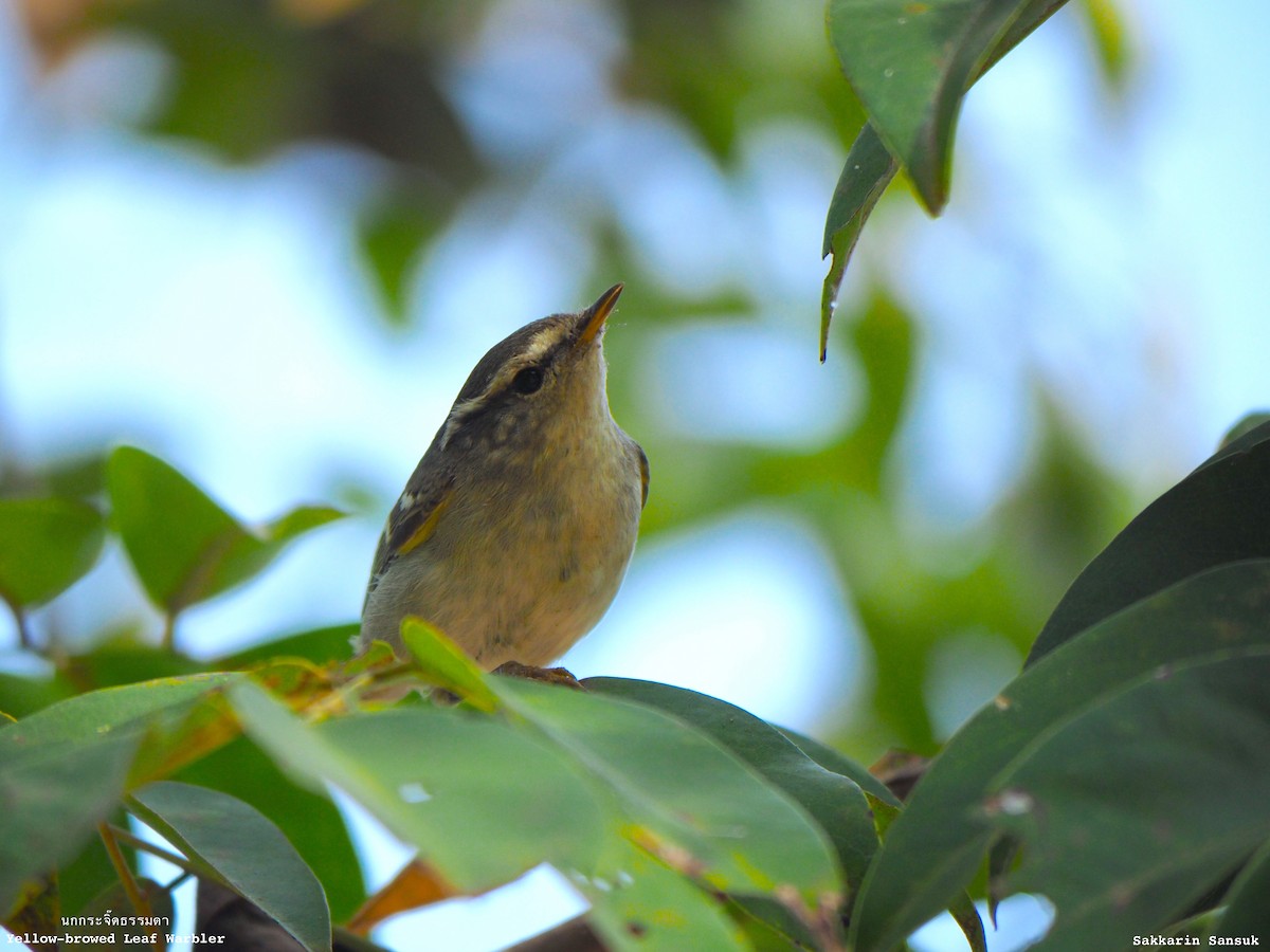 Yellow-browed Warbler - ML167535691