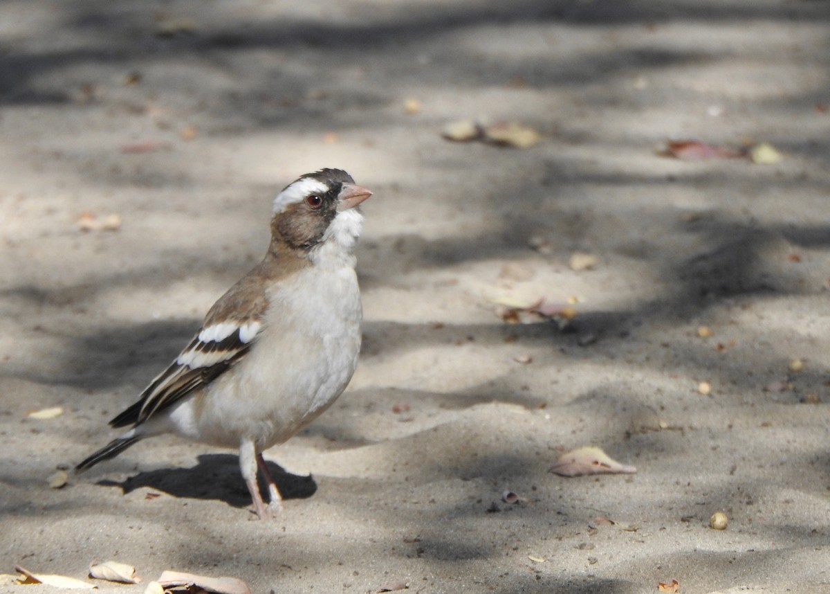White-browed Sparrow-Weaver - ML167541221