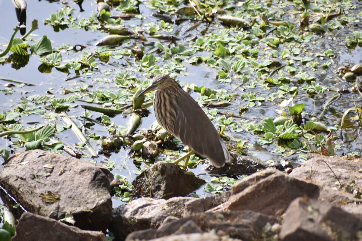Indian Pond-Heron - Mohd Hamza
