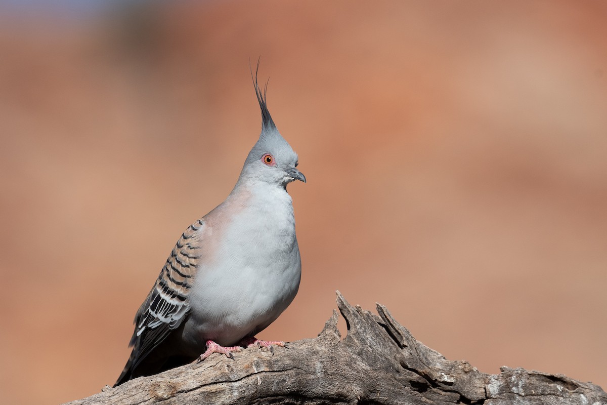 Crested Pigeon - ML167545671