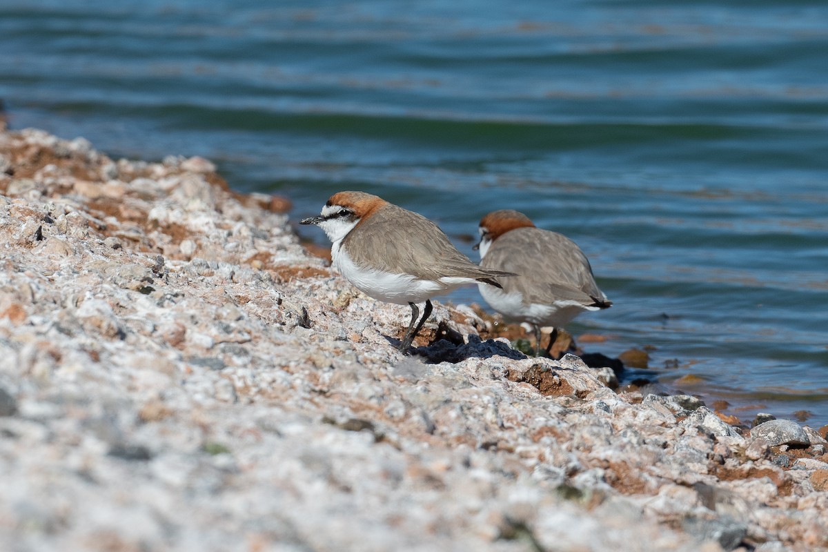 Red-capped Plover - ML167546971