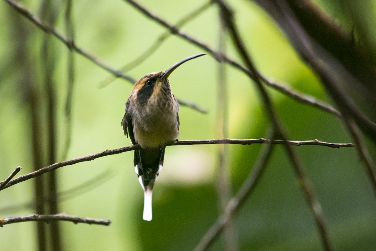 Scale-throated Hermit - ML167549931