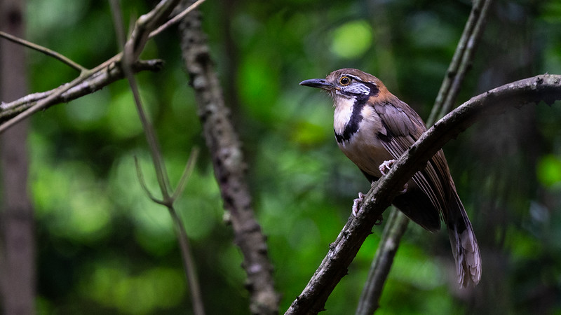 Greater Necklaced Laughingthrush - ML167555861