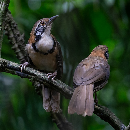 Greater Necklaced Laughingthrush - ML167555871