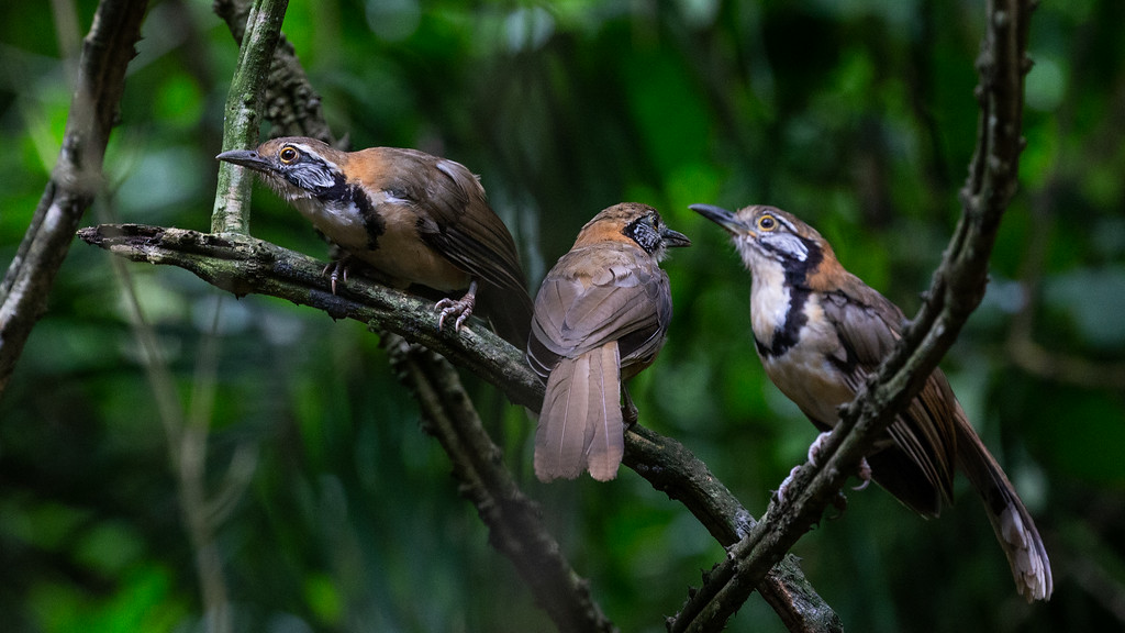Greater Necklaced Laughingthrush - ML167555881