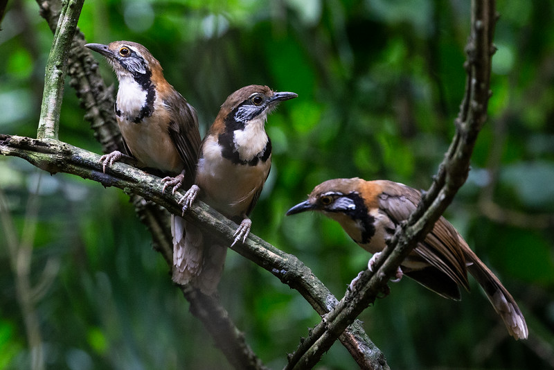 Greater Necklaced Laughingthrush - ML167555891
