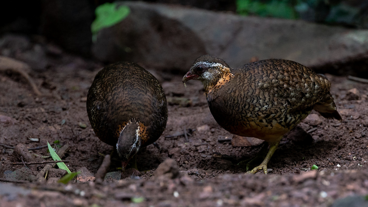 Scaly-breasted Partridge - ML167556301
