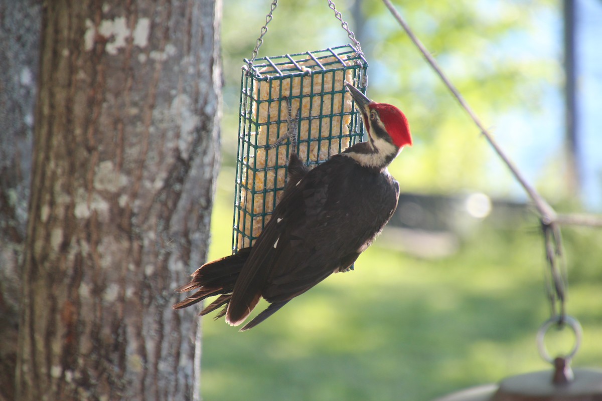 Pileated Woodpecker - ML167557071