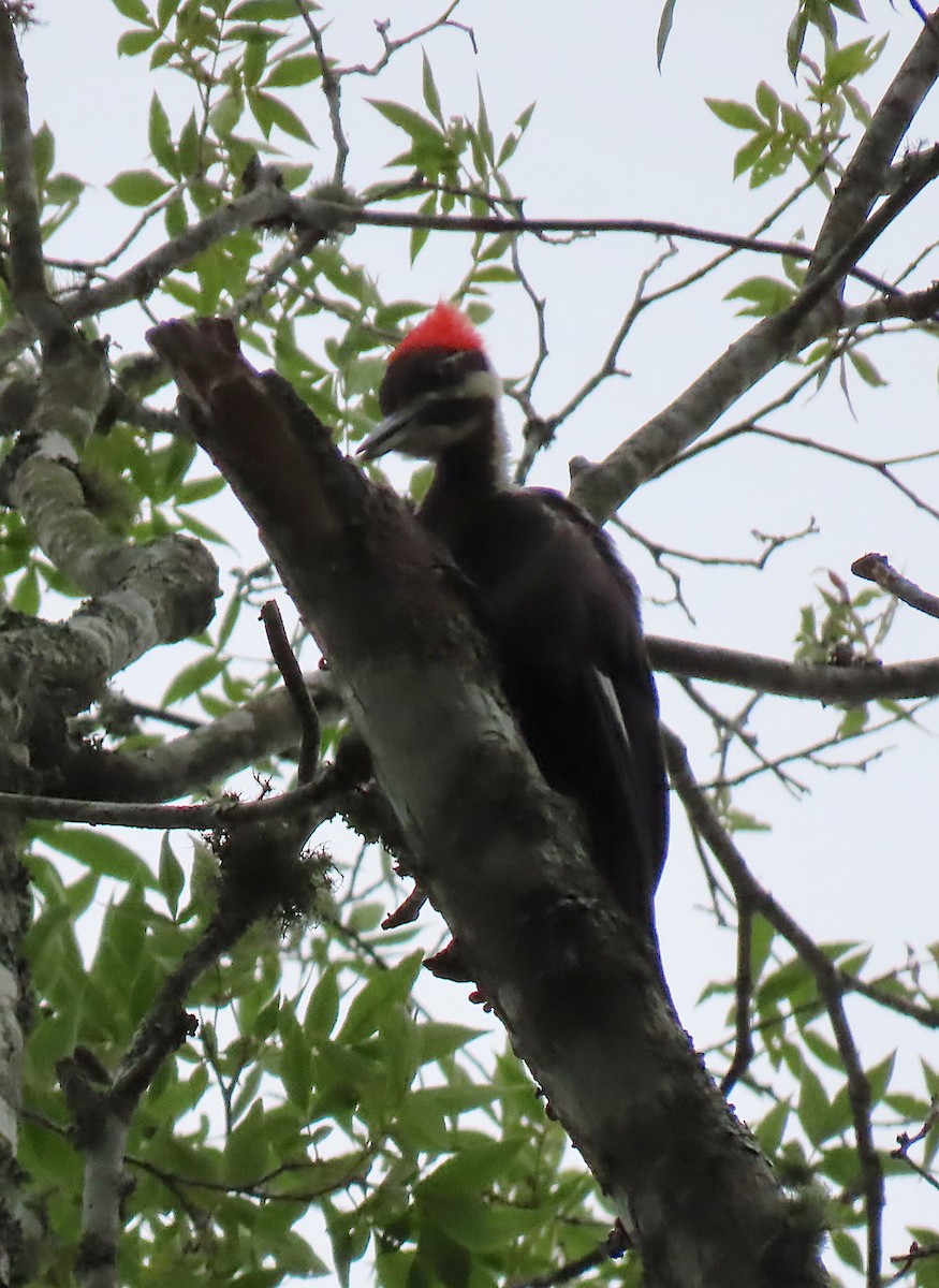 Pileated Woodpecker - ML167560591