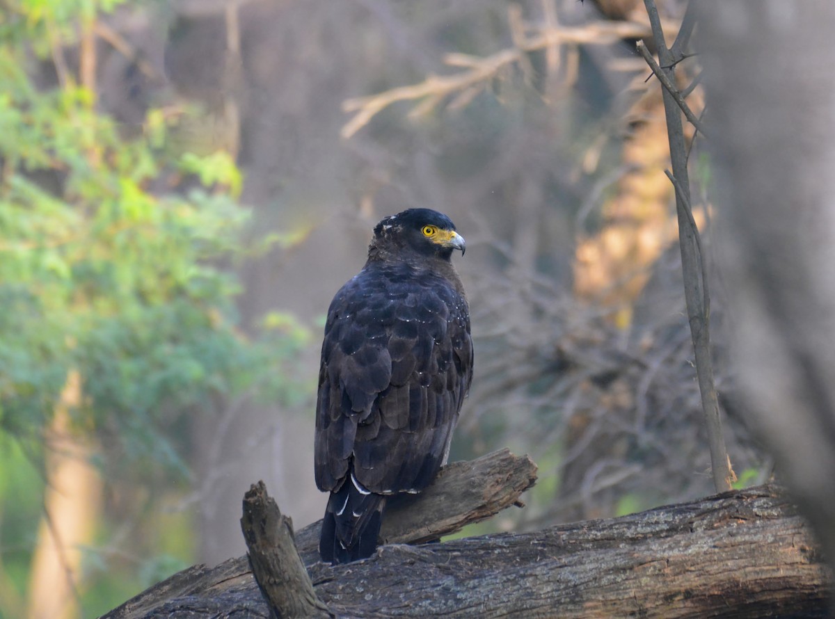 Crested Serpent-Eagle - ML167560811