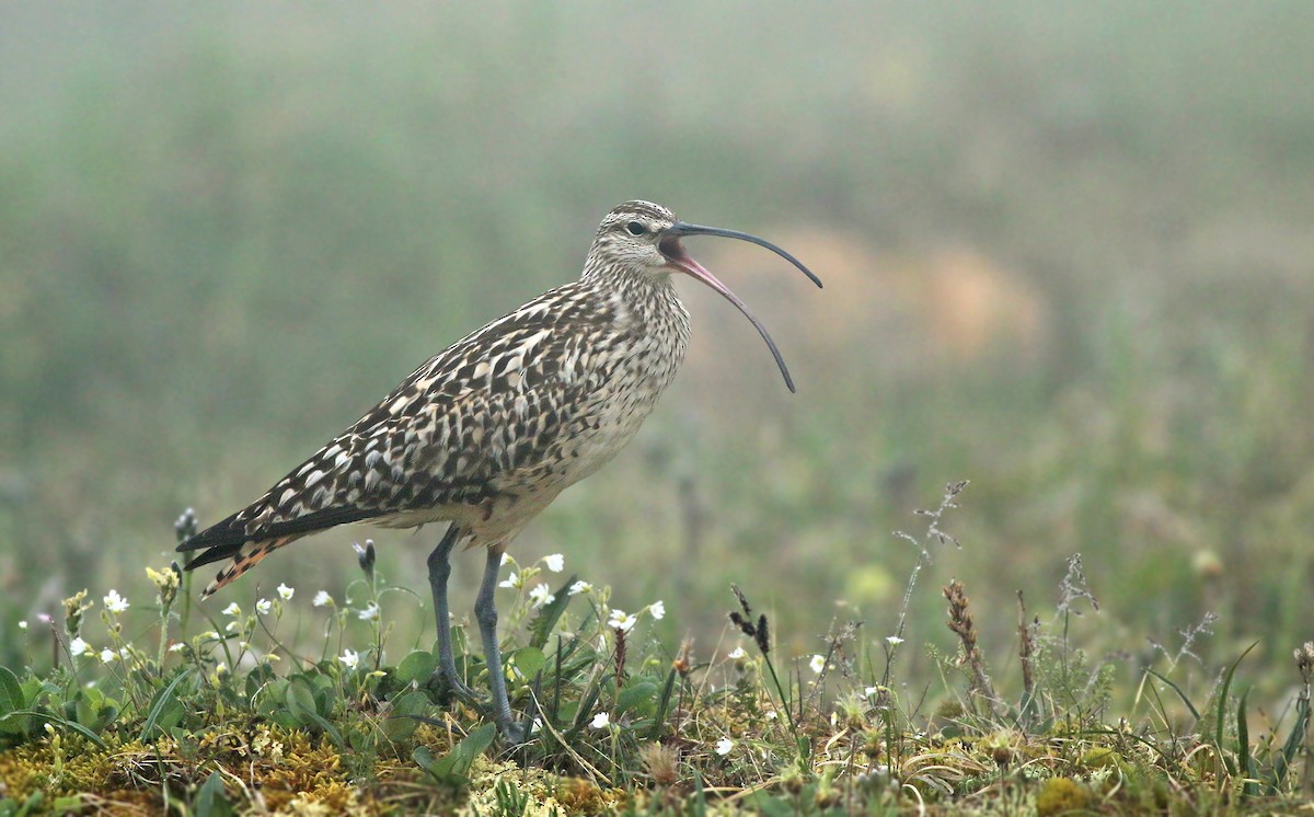 Bristle-thighed Curlew - ML167563351