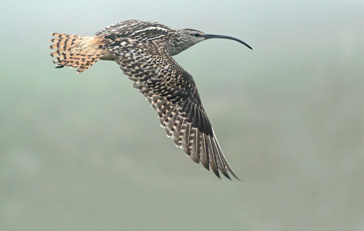 Bristle-thighed Curlew - Jeremiah Trimble