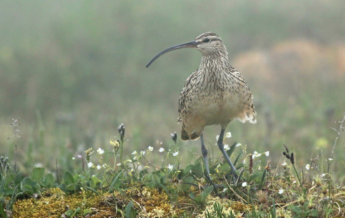 Bristle-thighed Curlew - ML167563421