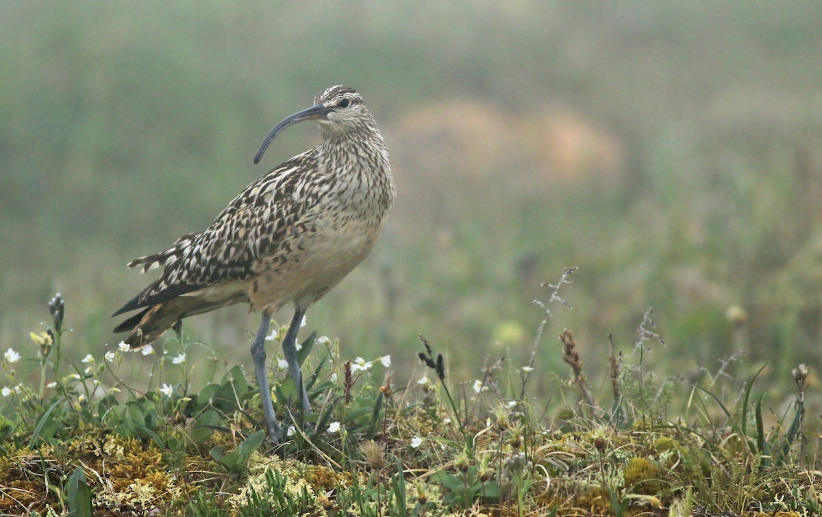 Bristle-thighed Curlew - ML167563431