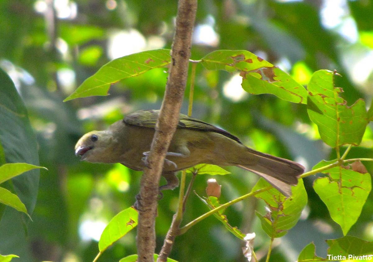 Palm Tanager - ML167570331