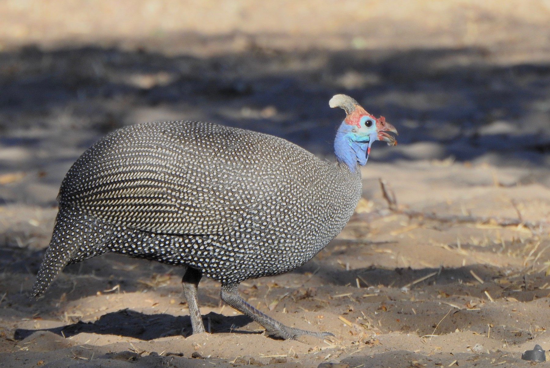 Helmeted Guineafowl (Tufted) - eBird