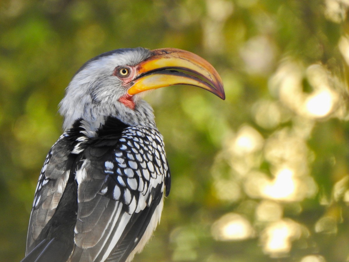 Southern Yellow-billed Hornbill - Kalin Ocaña