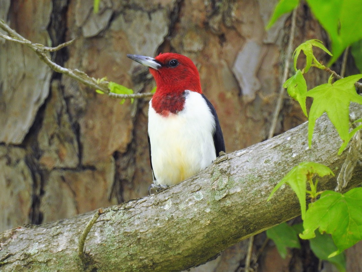Red-headed Woodpecker - ML167576451