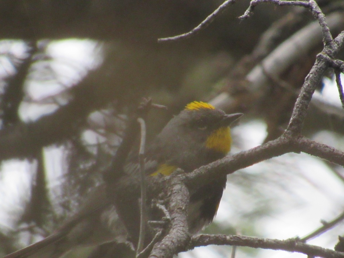 Yellow-rumped Warbler (Audubon's) - ML167576481