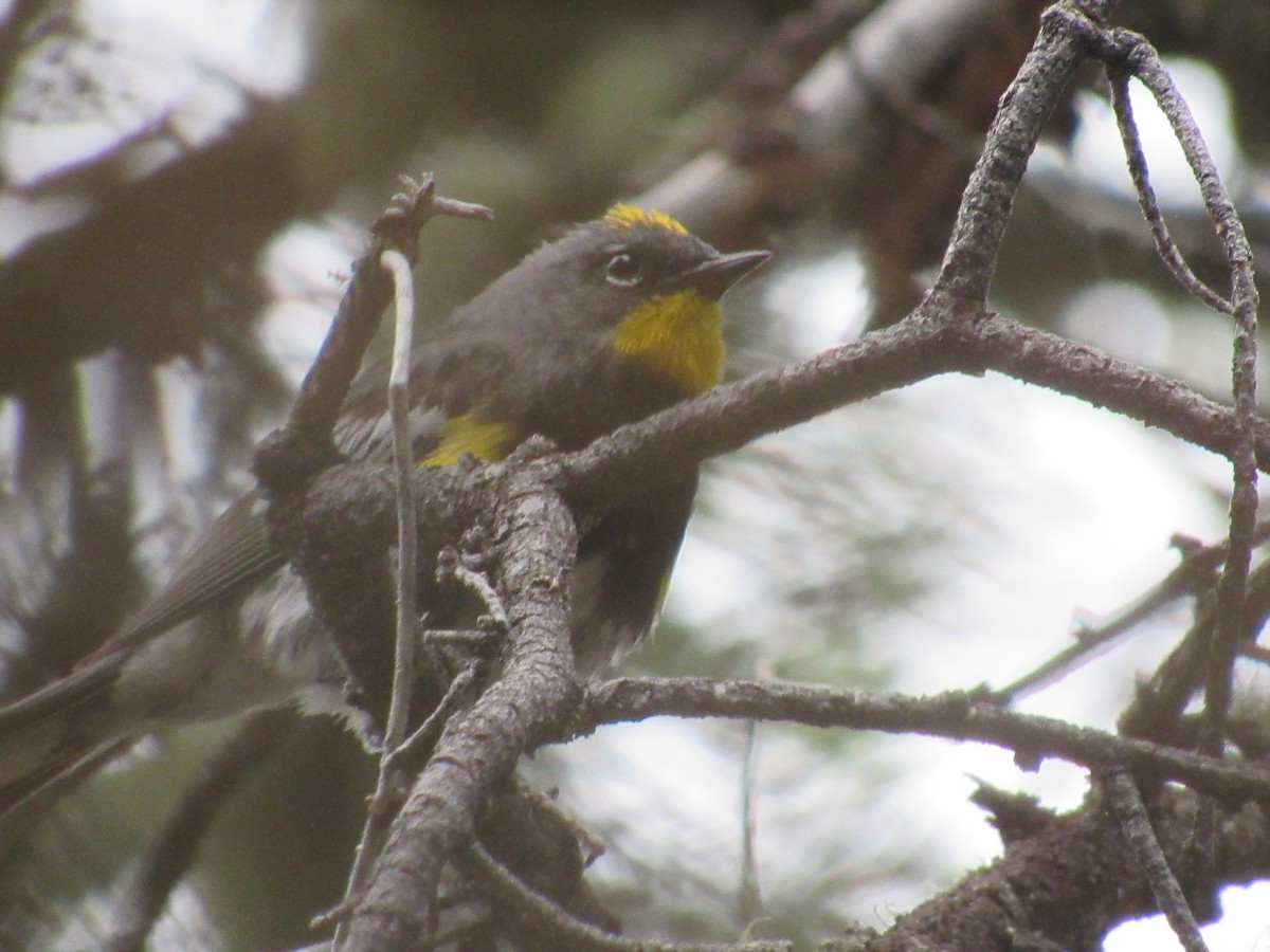 Yellow-rumped Warbler (Audubon's) - ML167576501