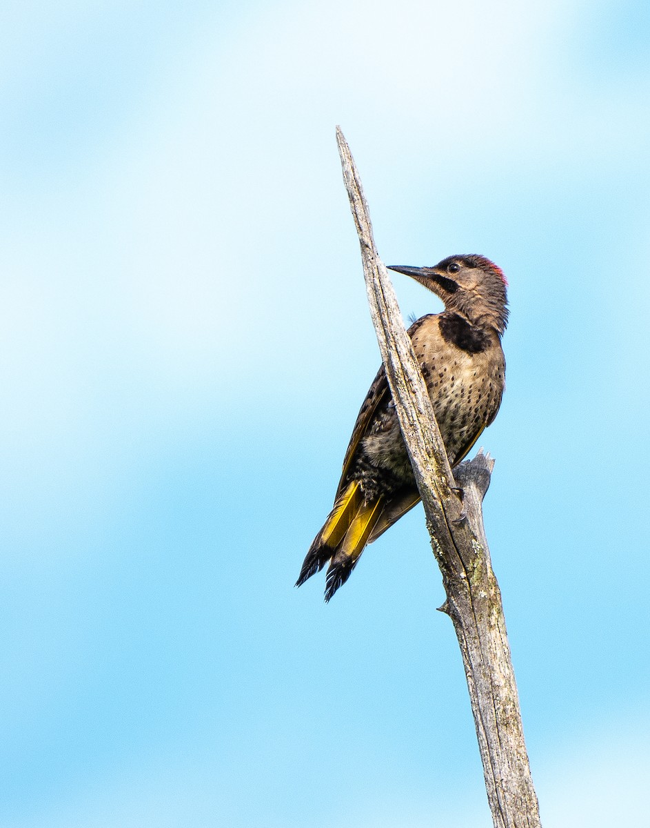 Northern Flicker (Yellow-shafted) - ML167576651