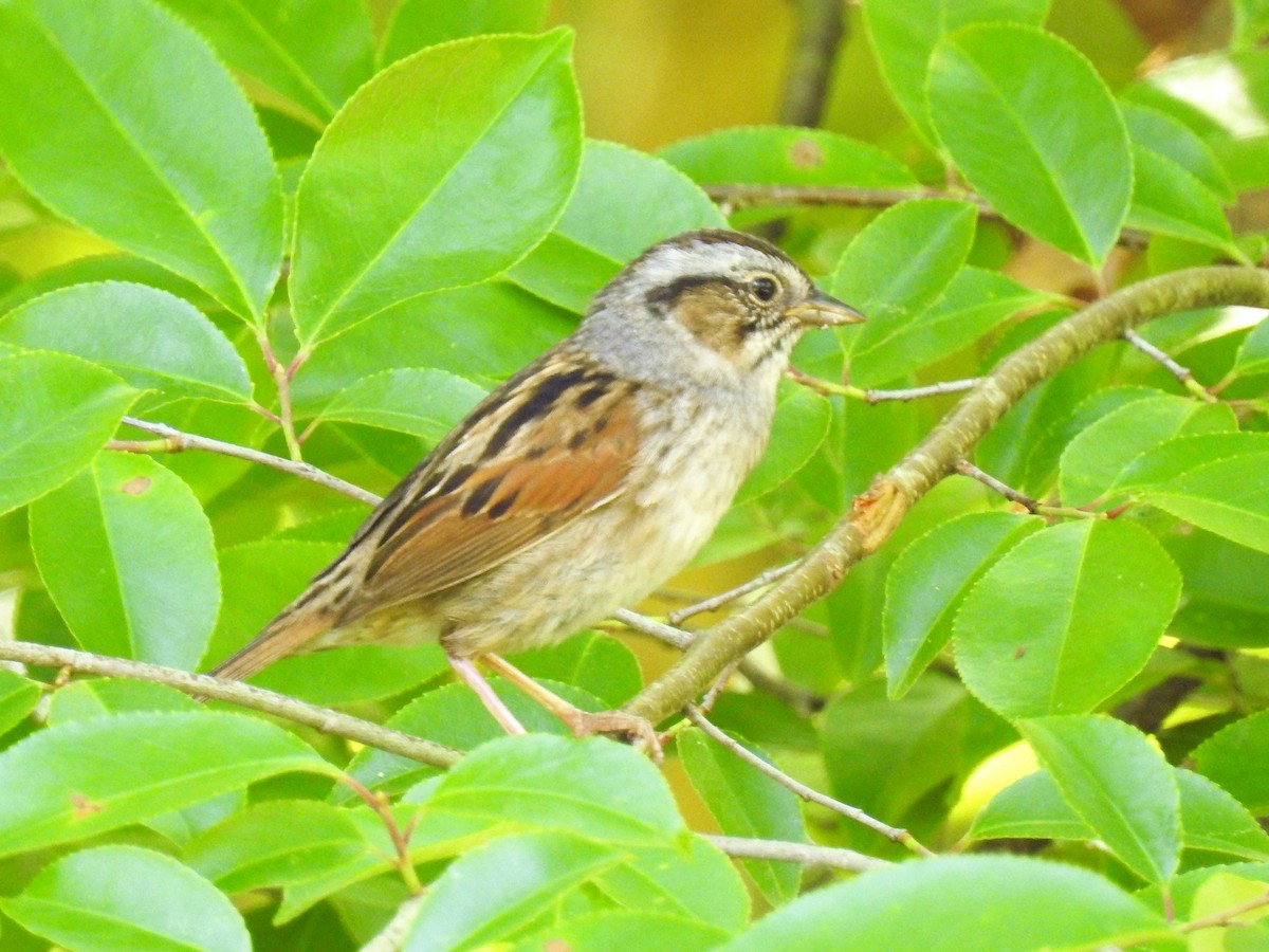 Swamp Sparrow - ML167577041