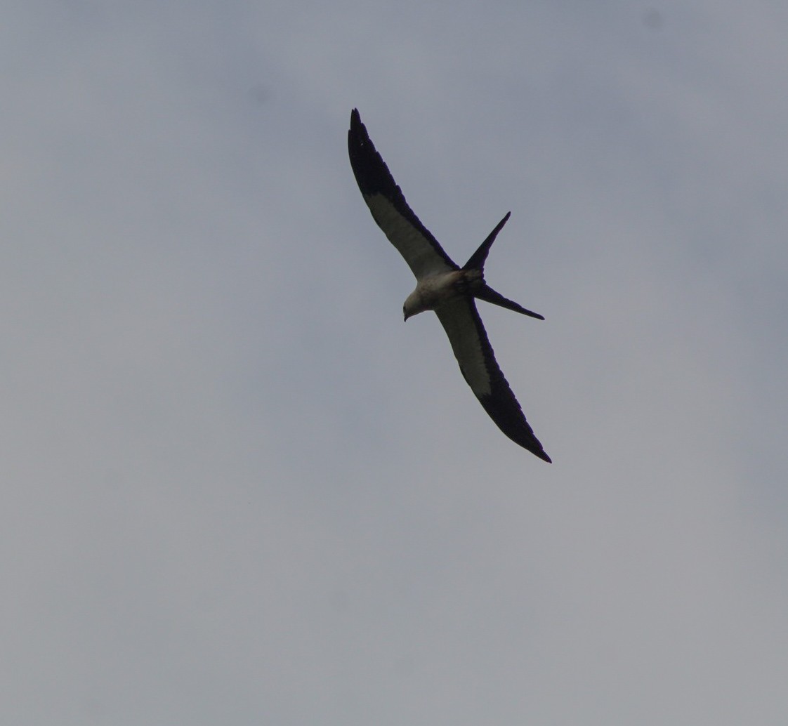 Swallow-tailed Kite - ML167577081
