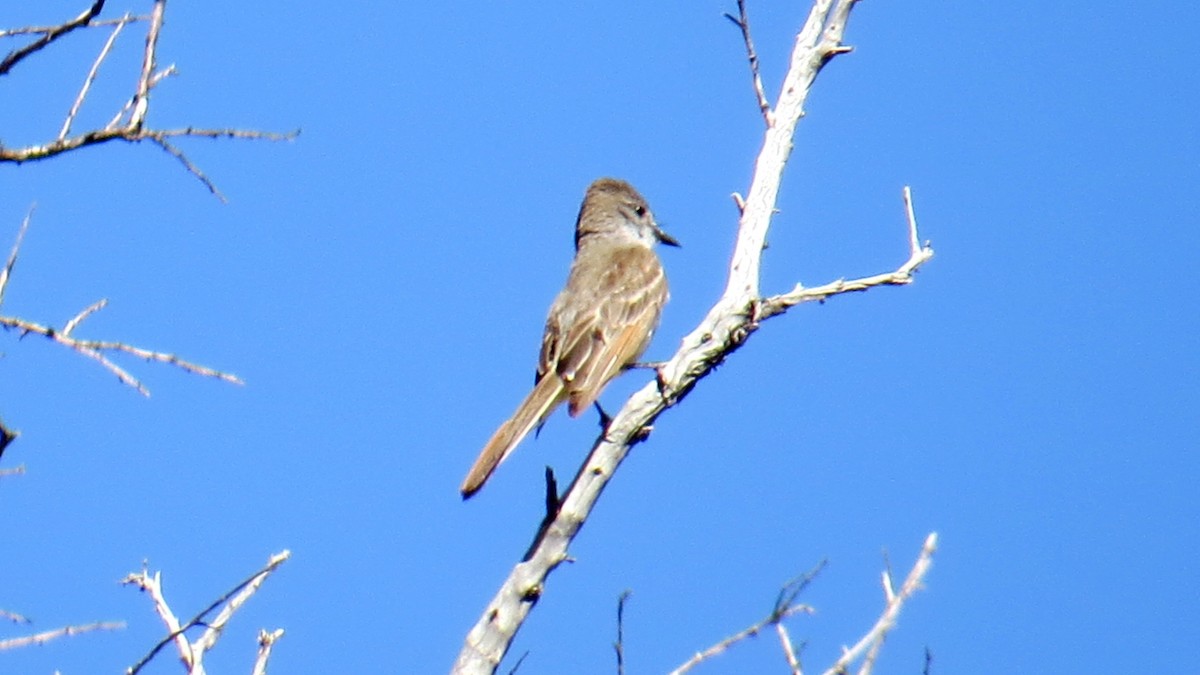 Ash-throated Flycatcher - ML167577301