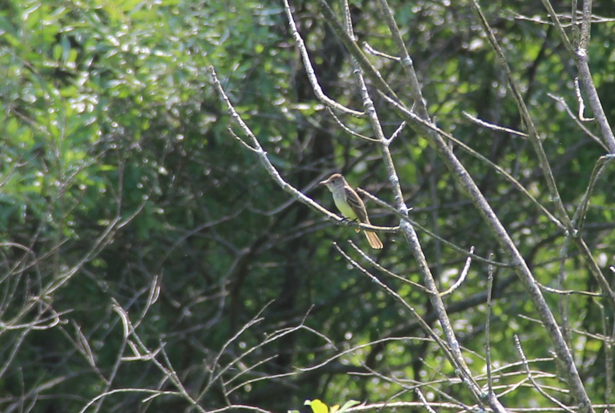 Great Crested Flycatcher - ML167578481