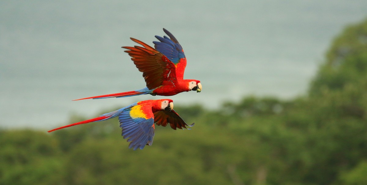 Scarlet Macaw - John Deitsch
