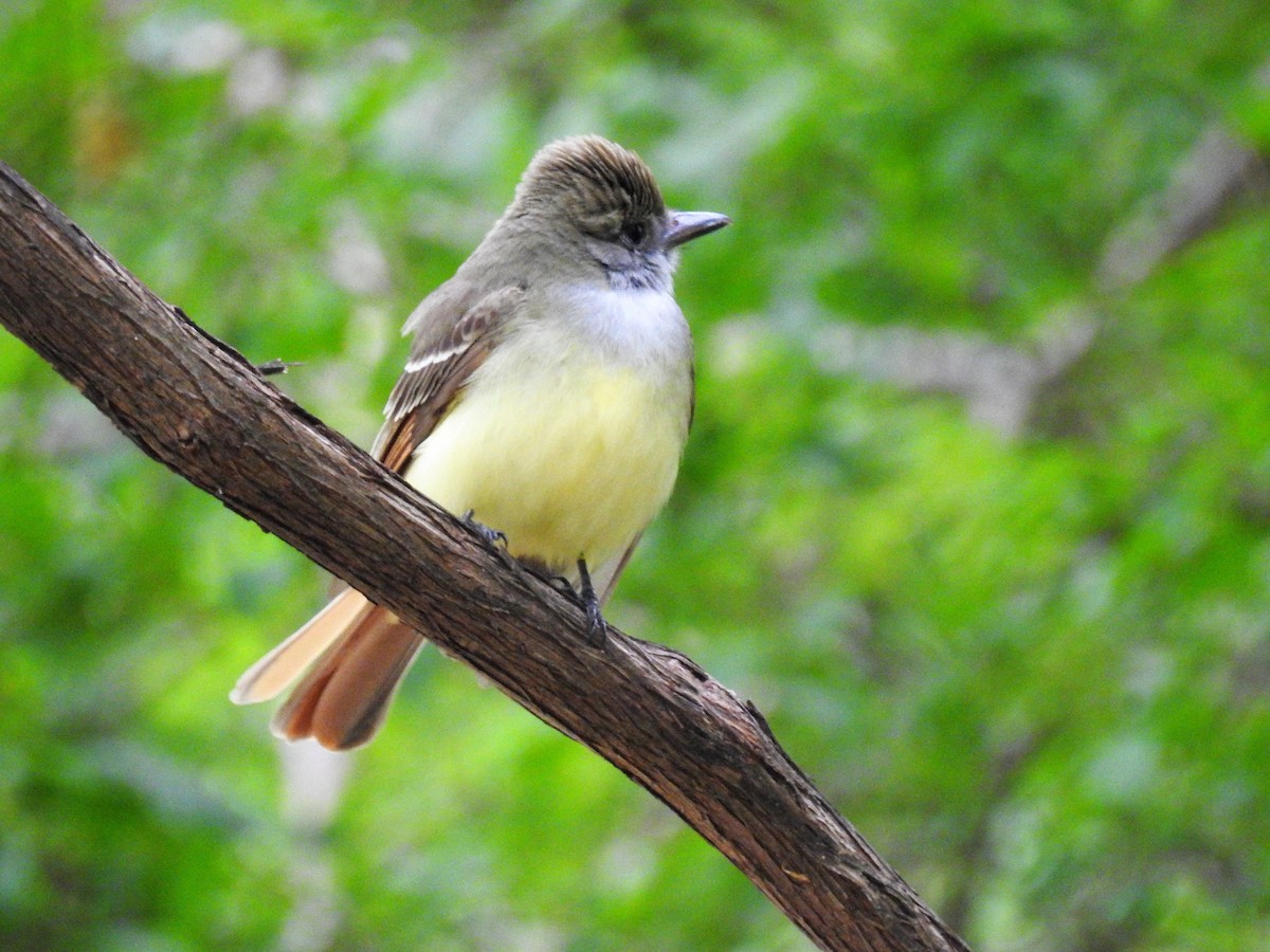 Great Crested Flycatcher - ML167585241