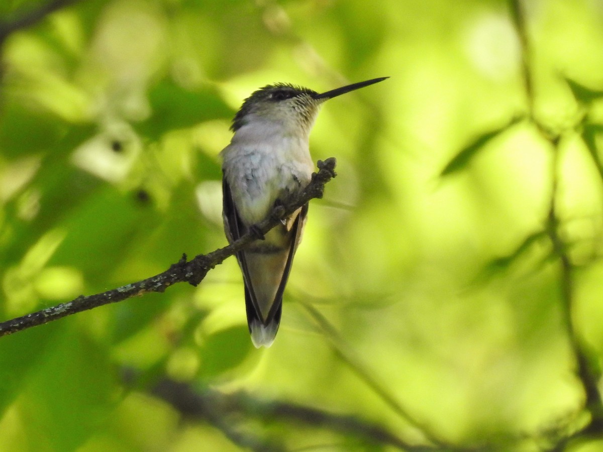 Ruby-throated Hummingbird - S. K.  Jones