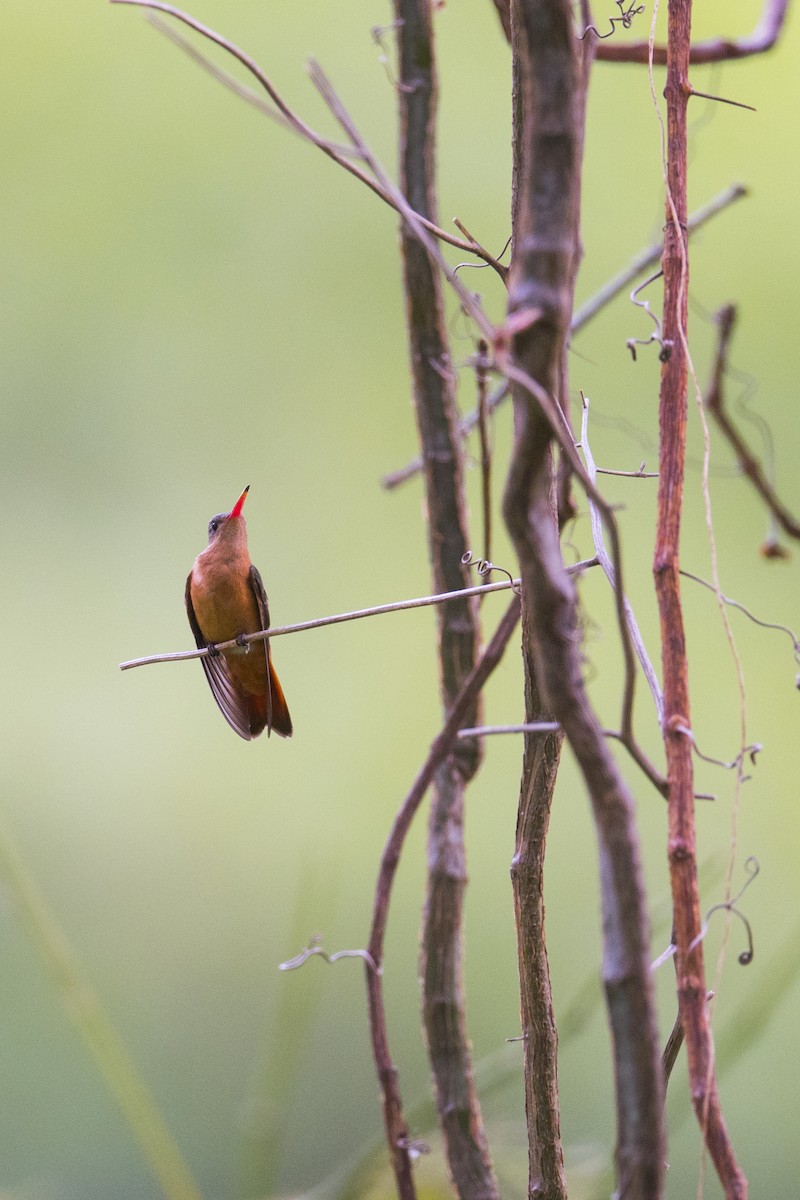 Cinnamon Hummingbird (Mainland) - John Cahill xikanel.com