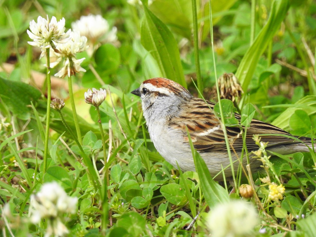 Chipping Sparrow - ML167589011