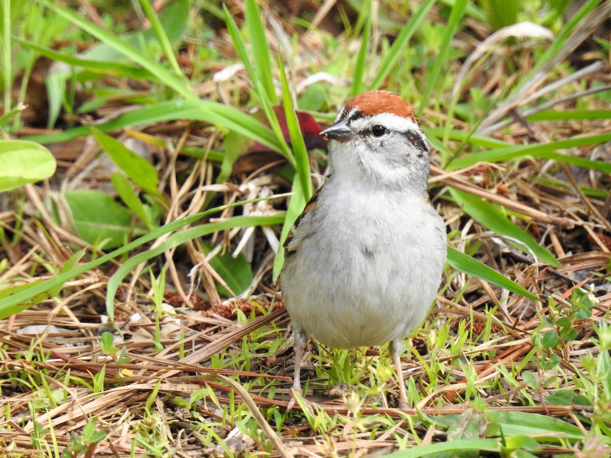 Chipping Sparrow - ML167589031