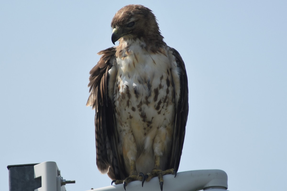 Red-tailed Hawk - ML167589441