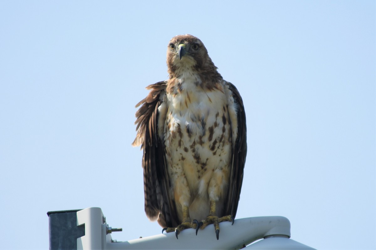 Red-tailed Hawk - ML167589451