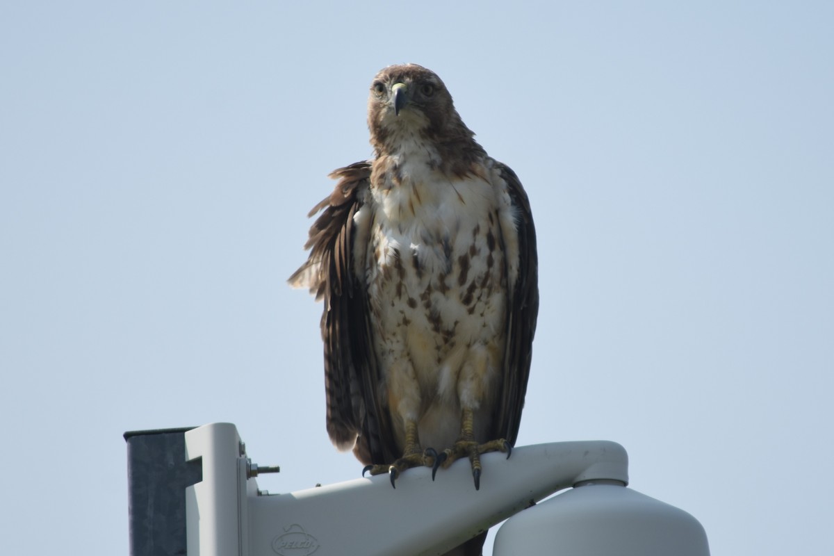 Red-tailed Hawk - ML167589461