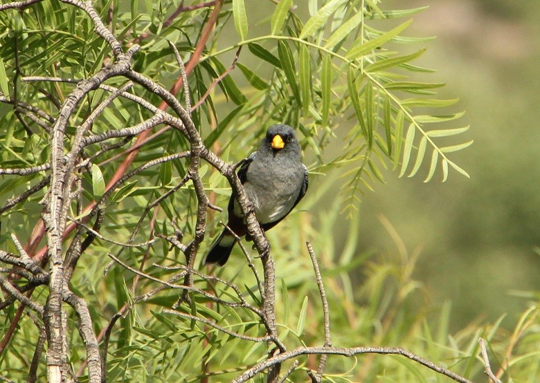 Band-tailed Seedeater - ML167593841