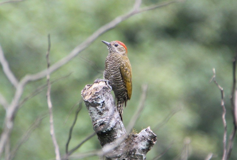 Dot-fronted Woodpecker - ML167596131