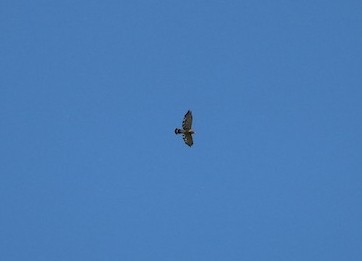 Broad-winged Hawk - ML167599121