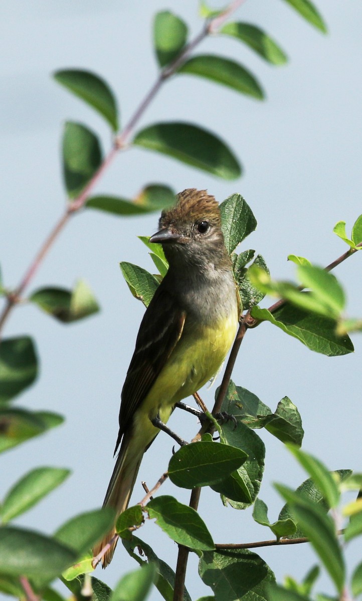 Great Crested Flycatcher - ML167599721