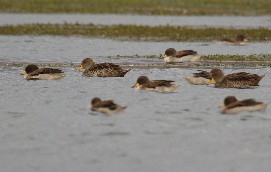 Yellow-billed Teal - Luciano Acquaviva