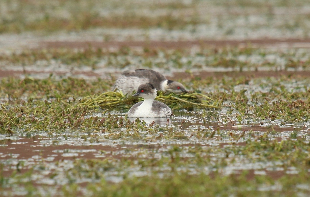 Silvery Grebe (Andean) - ML167602511
