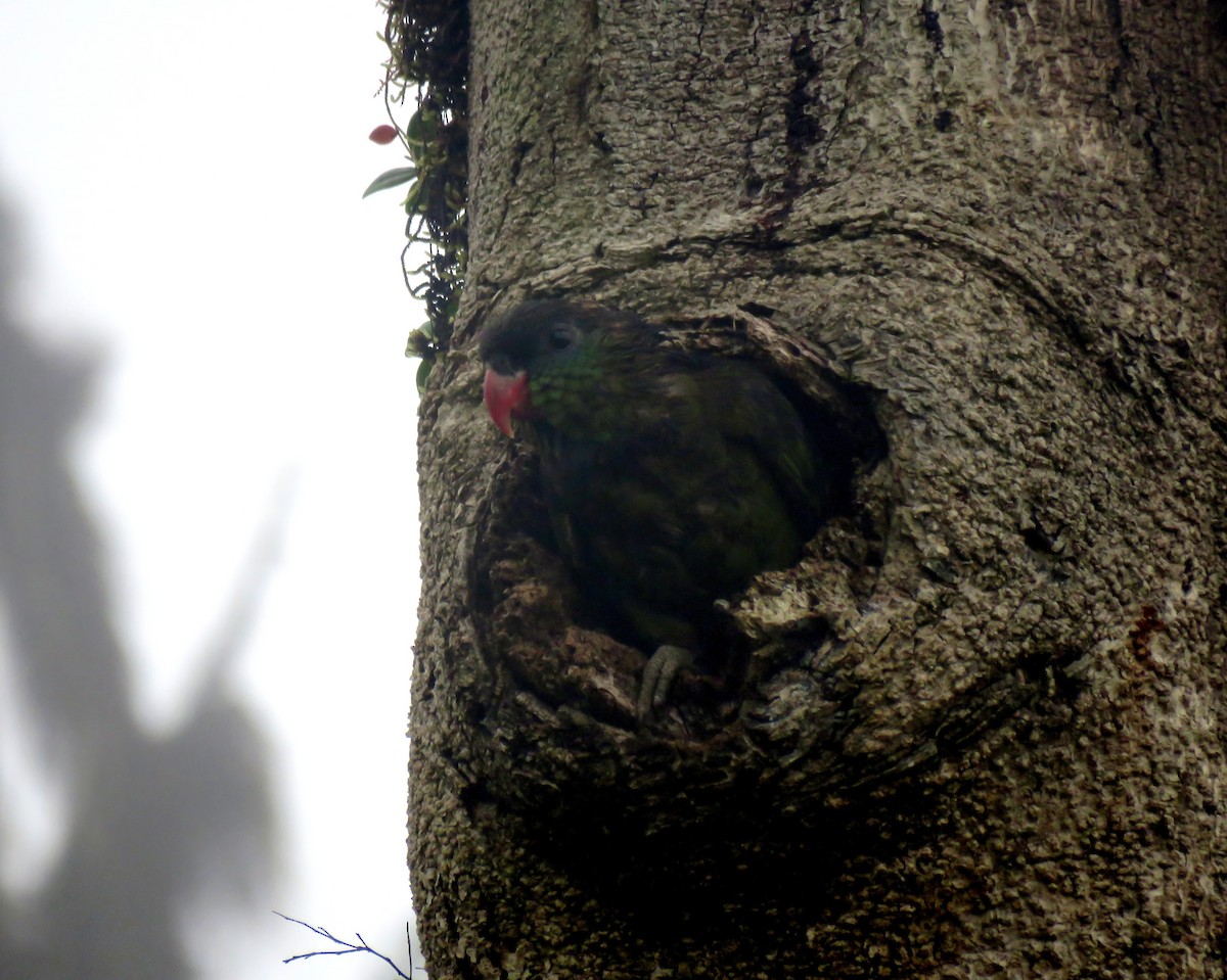 Red-billed Parrot - Edison🦉 Ocaña