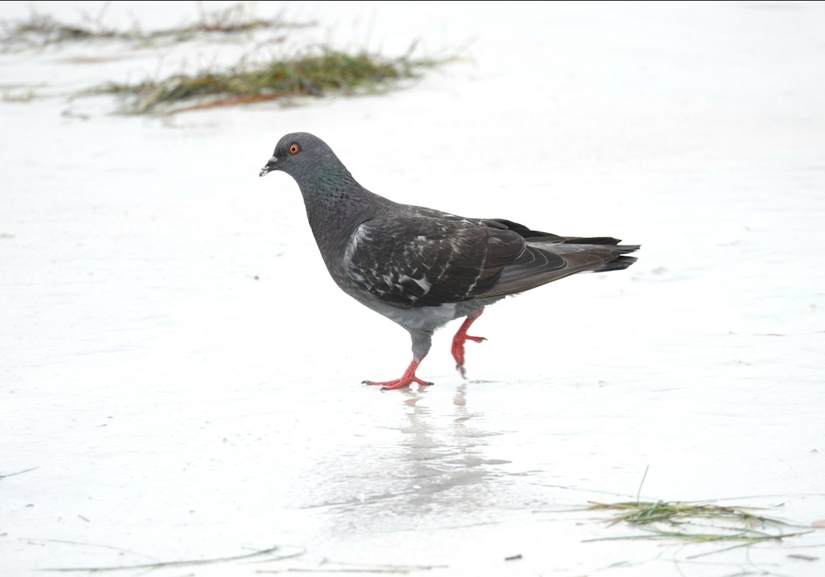 Rock Pigeon (Feral Pigeon) - ML167605981