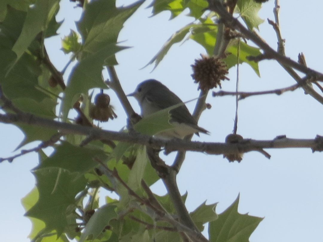Lucy's Warbler - ML167610031