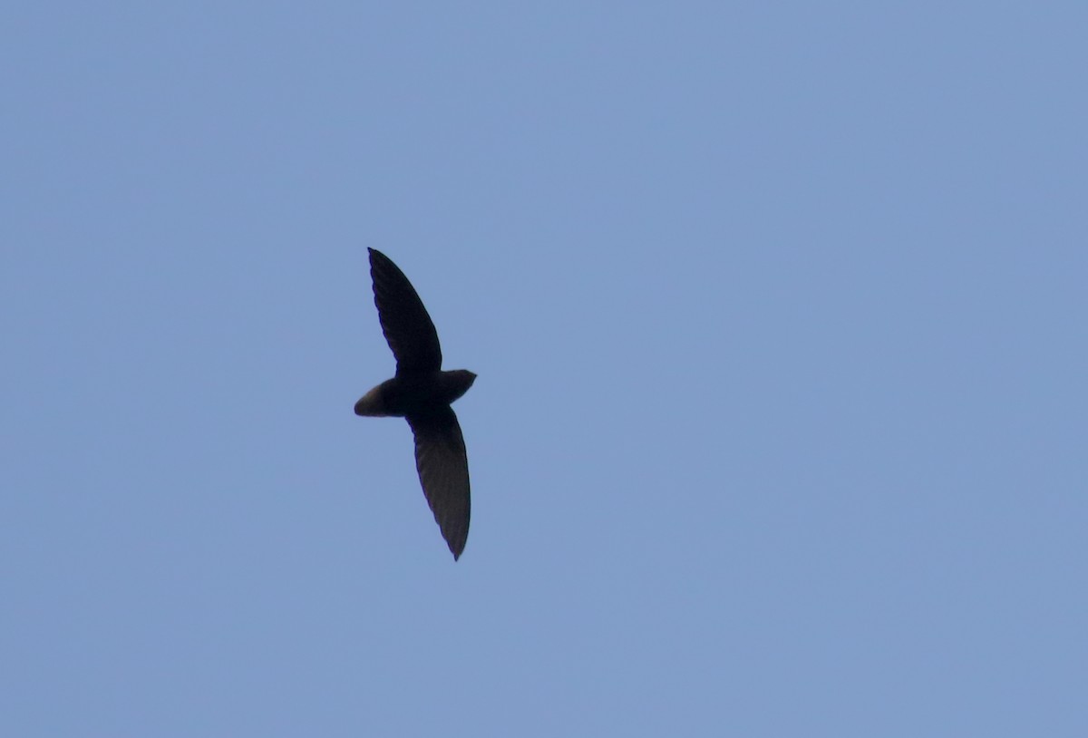 Short-tailed Swift (Short-tailed) - ML167612211